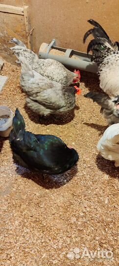 Инкубационное яйцо кур несушек