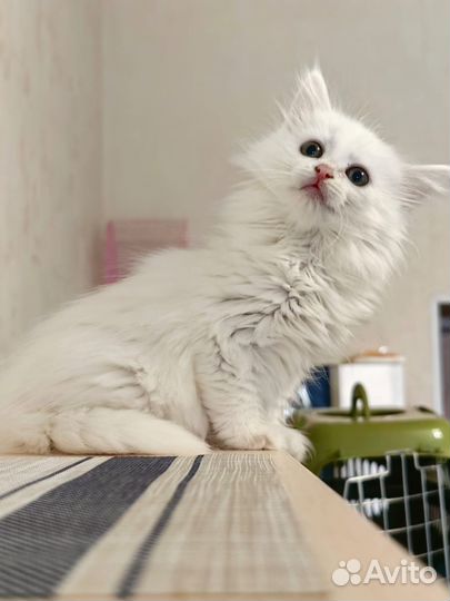 Котенок-девочка в добрые руки