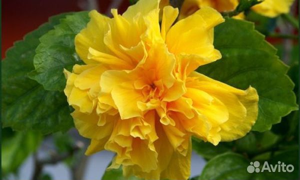 Гибискус китайская роза