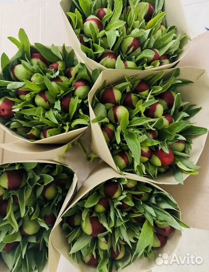 Пионы цветы букеты