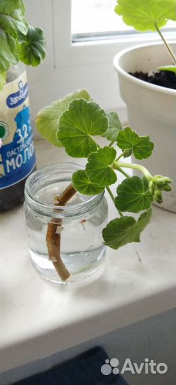 Пеларгония герань