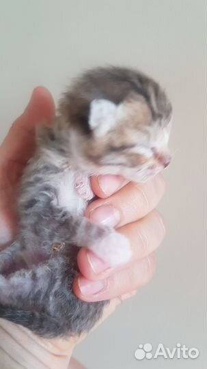 Домашние животные котята