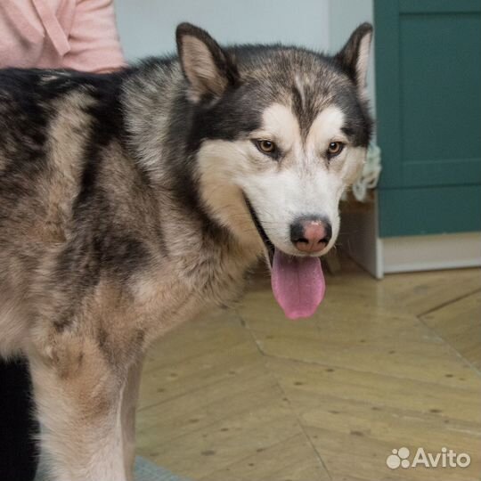 Добрый Волк ищет добрую семью