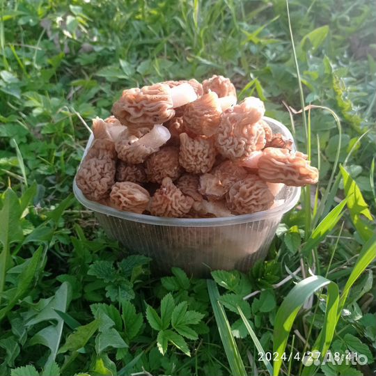 Грибы сморчки