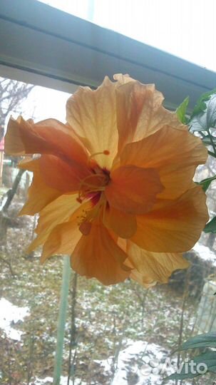 Гибискус/роза китайская