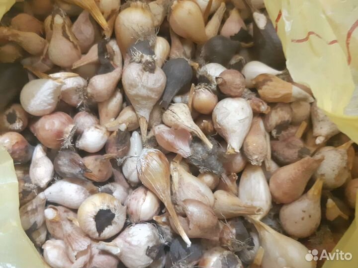 Луковицы тюльпанов оптом