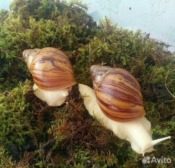 Улитки архахатины