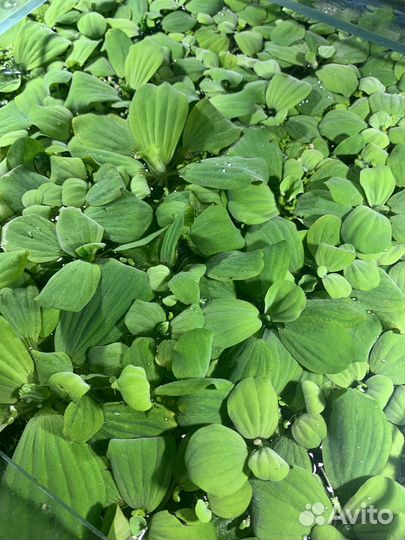 Моллинезия, попугай пельвик,ампулярия, пистия