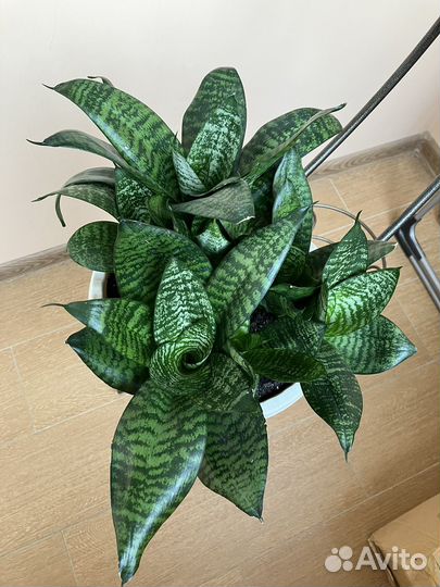 Сансевиерия Ханни Гринн