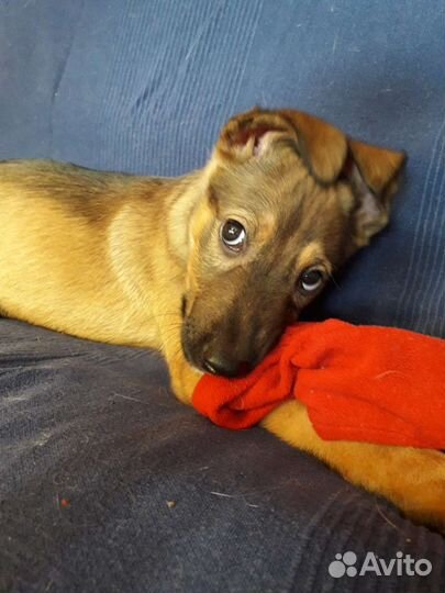 Метис в добрые руки