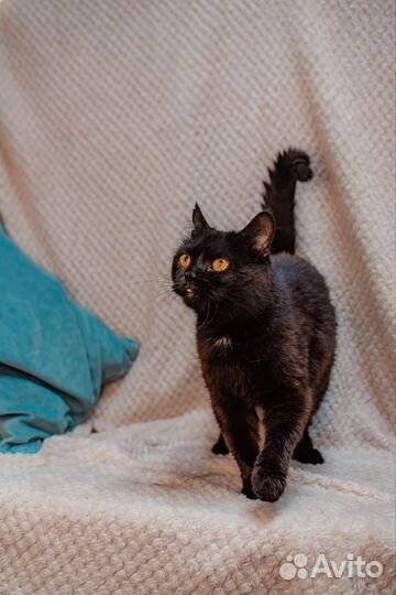 Челси ищет дом