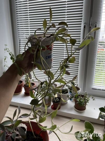 Традесканция