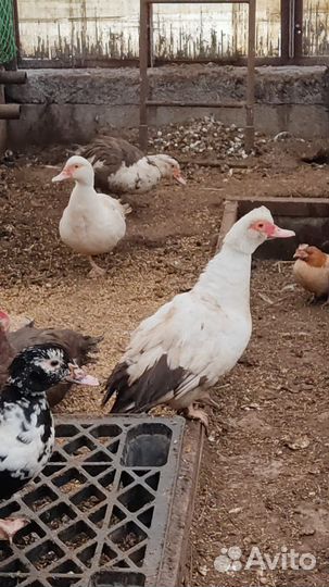 Утки мускусные