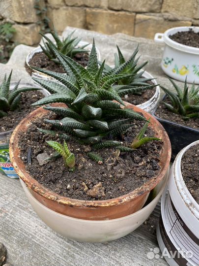 Суккуленты хавортия