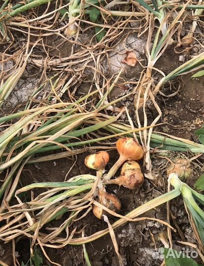 Лук Штутгарт на перо оптом от 3 тонн