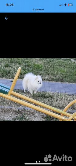 Шпиц мини мишка