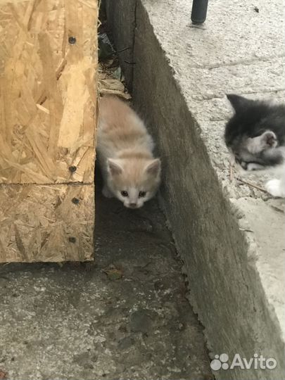 Отдам в добрые руки