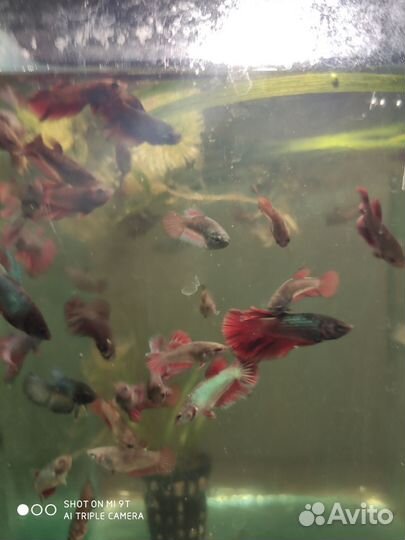 Аквариумные рыбки