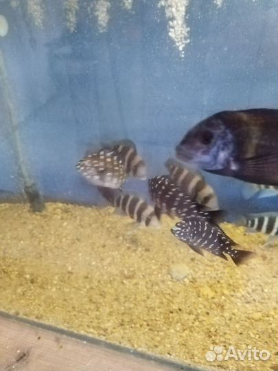 Звёздчатый трофеус