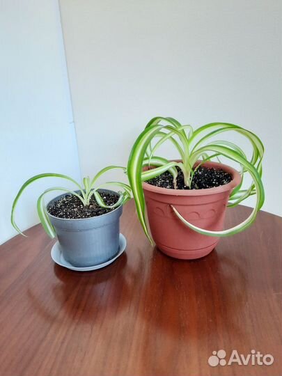 Хлорофитум кудрявый Бонни