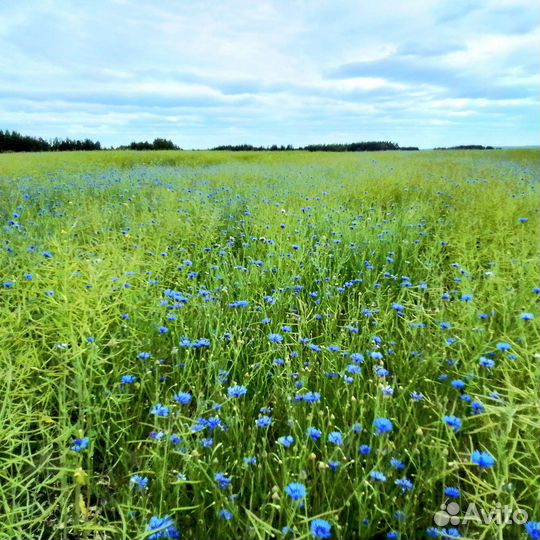 Мед натуральный