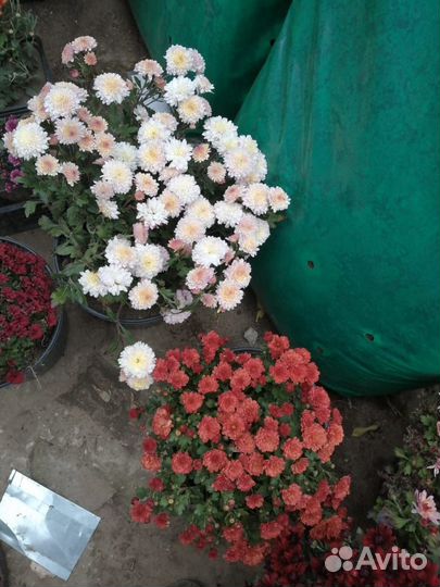 Рассада хризантемы