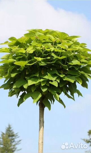 Катальпа прекрасная