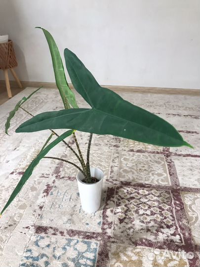 Алоказия Зебрина