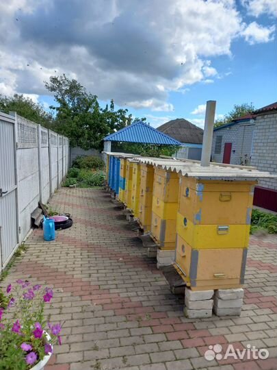 Мед самый вкусный