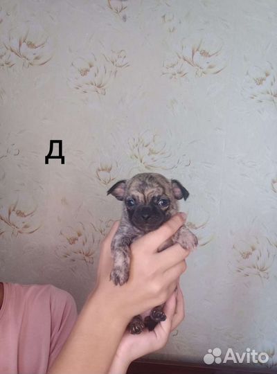 Щенки чихуахуа