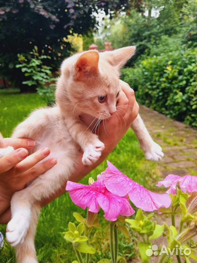 Необычайно ласковый малыш из приюта ищет котомаму