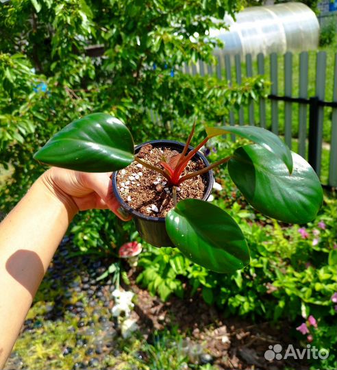 Филодендрон конго