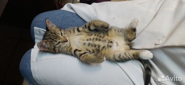 Отдам в добрые руки