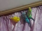 Домашние животные (волнистые попугай) объявление продам