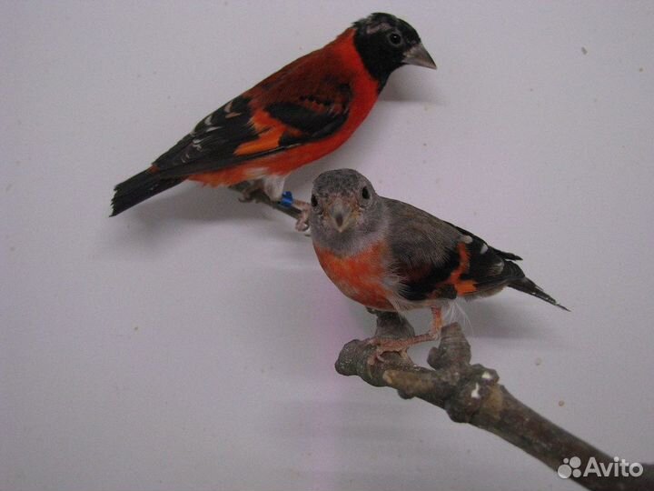 Чиж ог. пара