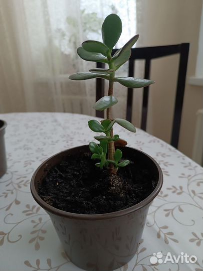 Денежное дерево/Толстянка