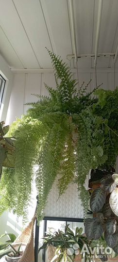 Папоротники, птерис, адиантум