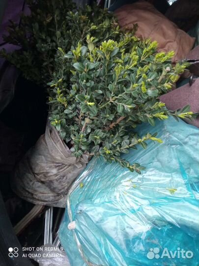 Саженцы самшита