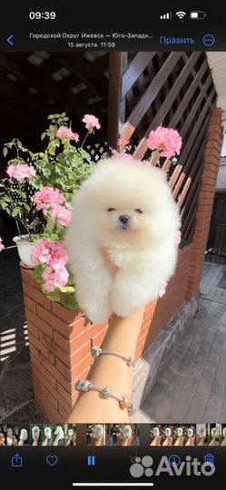 Щенки шпица мини мишка