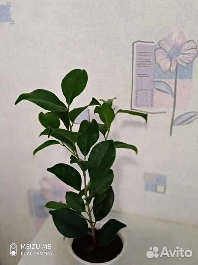 Фикус Эластика Рабуста