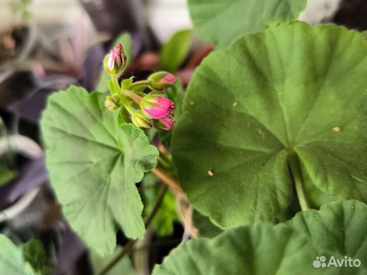 Пеларгония герань