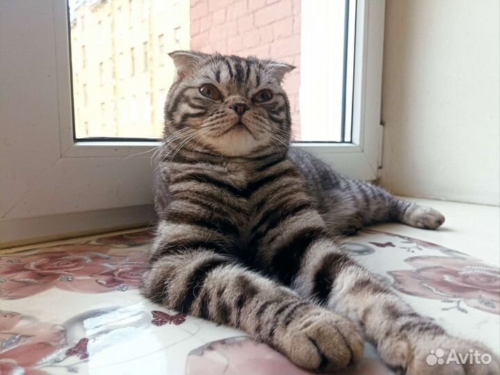 Шатланская вислоухая