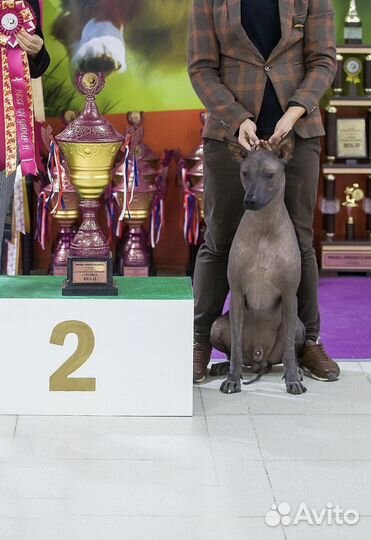 Мексиканская голая стандартная (Ксолоитцкуинтли )