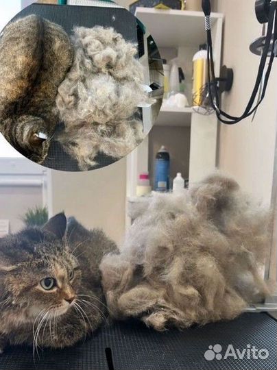 Стрижка кошек и собак BarberCat