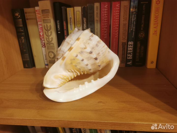 Ракушка морская большая