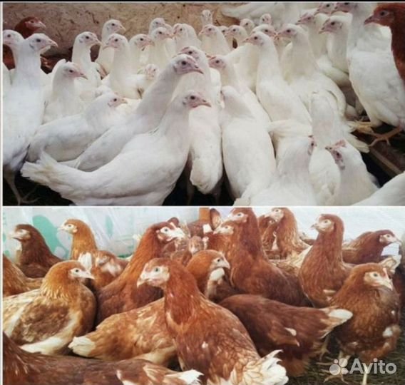 Куры несушки