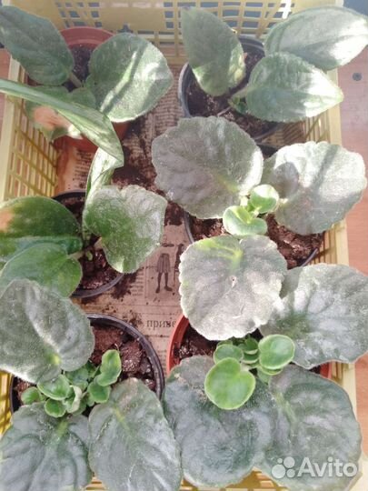 Фиалки, герань, катарантус