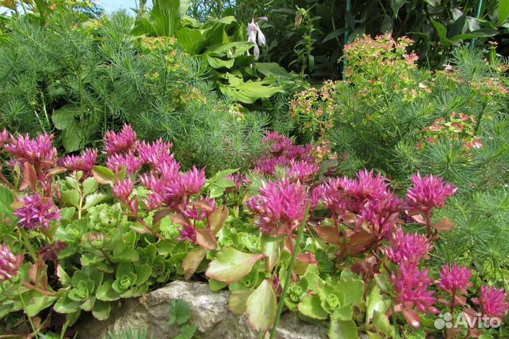 Почвопокровные растения (седумы, очитки, гейхеры)