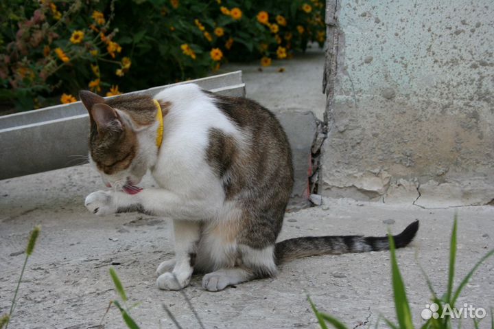 Свободолюбивый, харизматичный красавец Василий