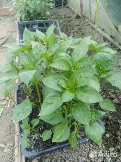 Рассада перца